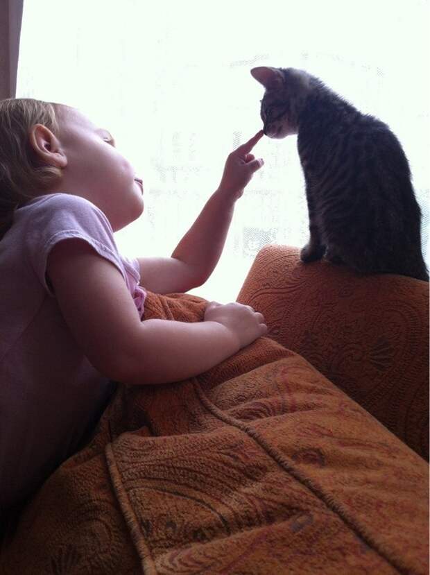 милые прикосновения от животных (5)