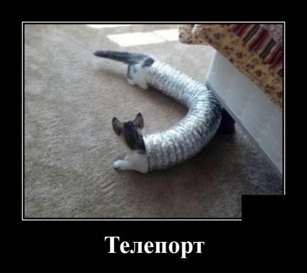 Кошачьи демотиваторы демотиваторы, коты, юмор