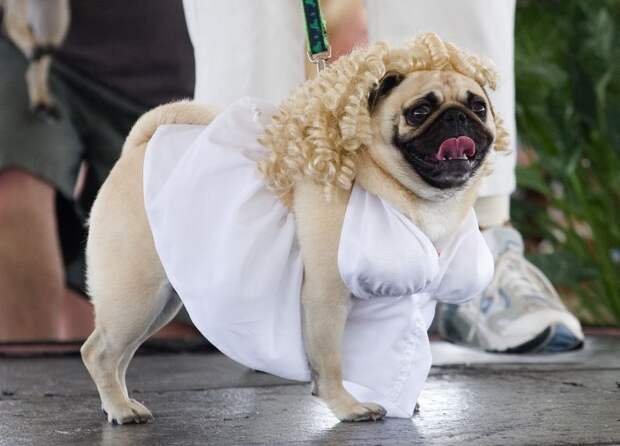 Pugs05 Веселые мопсы   мастера маскировки