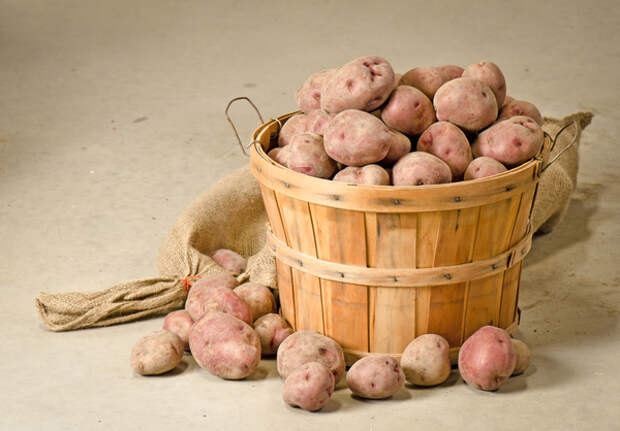 Хранение картофельного урожая