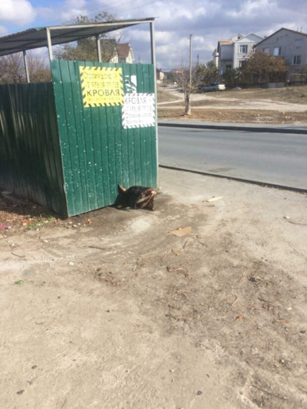 ФОТОФАКТ: головы убытых животных разбросаны по крымскому городу
