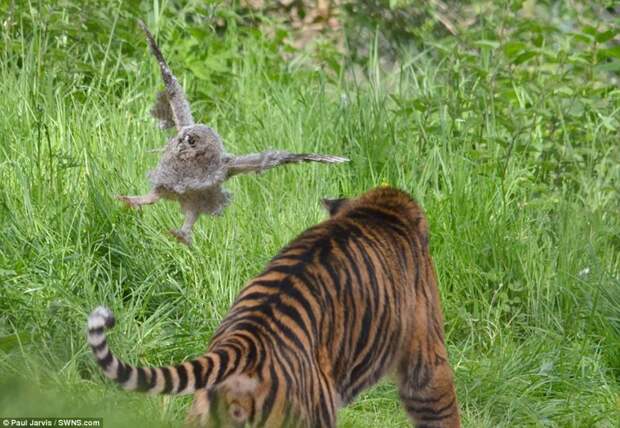 В британском зоопарке совёнок смог отбиться от тигра, упав в вольер к хищнику животные, сова, тигр