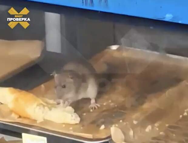 SHOT: крыса грызла багет в витрине ларька с шаурмой в Москве и попала на видео
