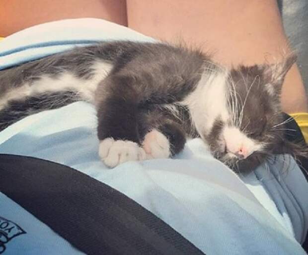 Котенок на руках Котенок спит