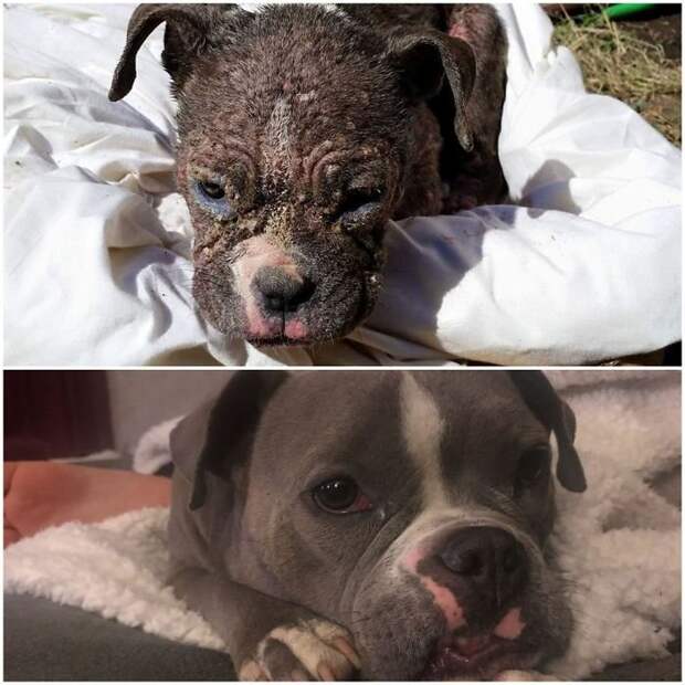 Спасенные собаки до и после