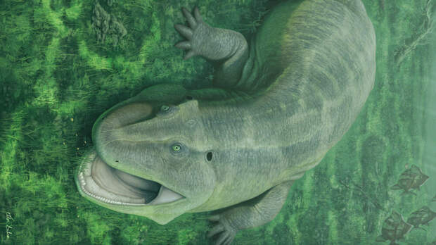 В Бразилии найдено древнее косоротое существо