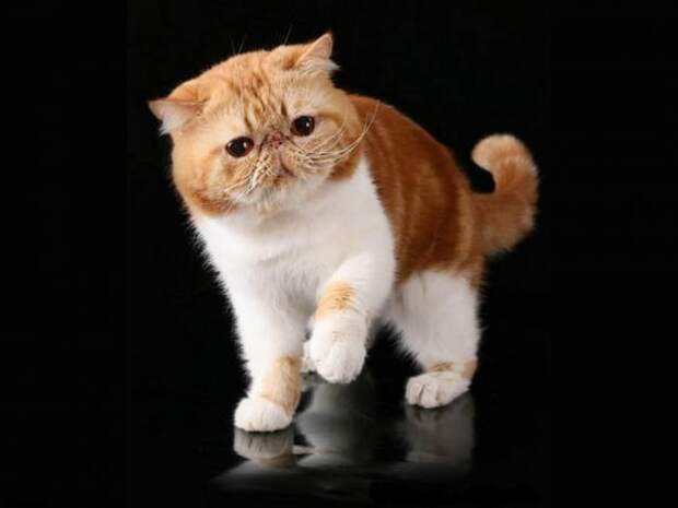 Картинки по запросу фото удивленный персидский кот