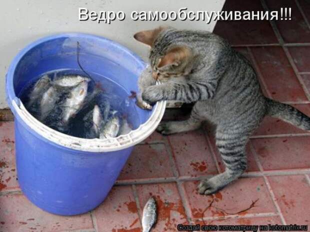 Котоматрицы (картинки с надписями)