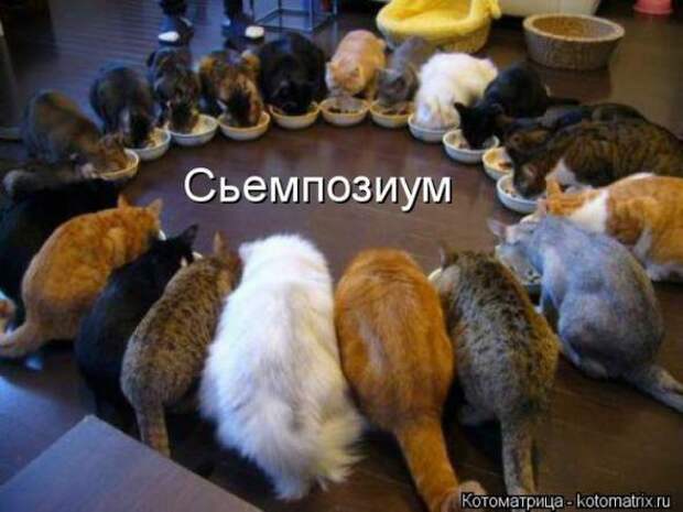 Котоматрицы(картинки с надписями)