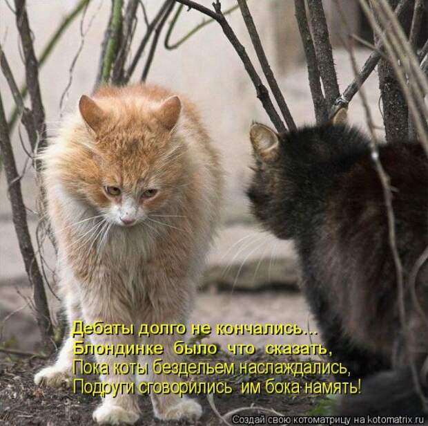 Лучшие котоматрицы недели (50 фото)