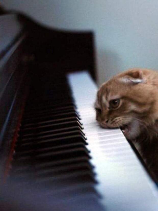 Котики