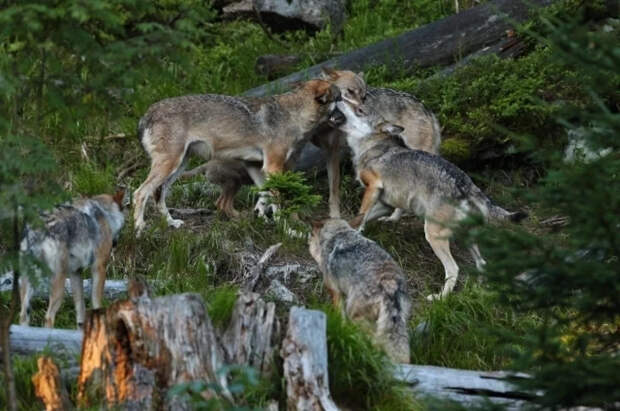 В США волк напал на младенца, который проник в вольер зоопарка