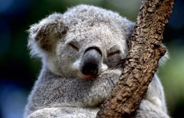 Около 20 часов в сутки тратит коала на отдых и сон
