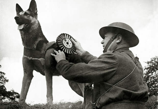 2. Собаки с минами в советской армии. Боевые животные, животные, история