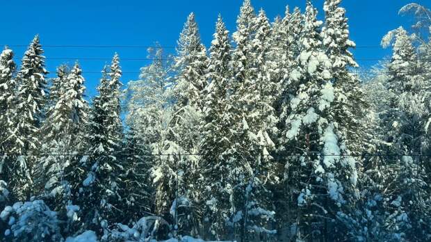 В конце апреля экотропы Ленобласти снова засыпало снегом