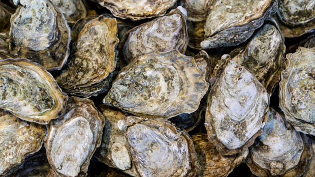 Как раковины устриц могут укрепить цемент