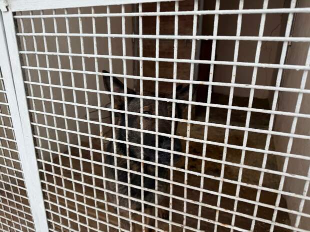 Приют для животных под Петербургом завалили проверками после гибели собак