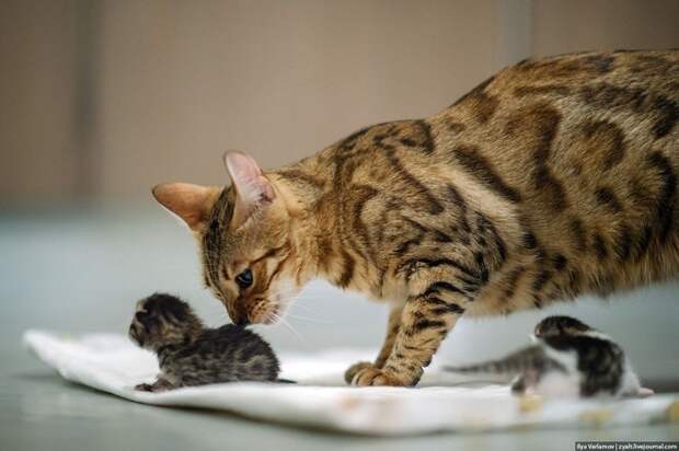 e8kYjGlHHkA (700x465, 218Kb)