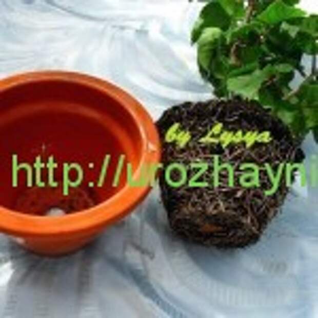 Полив комнатных растений во время отпуска