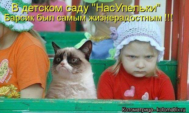 Лучшие котоматрицы недели Лучшие котоматрицы недели