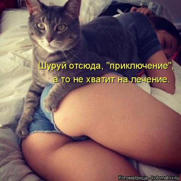 Котоматрицы