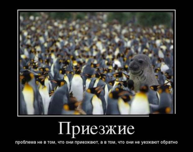 Немного новых демотиваторов
