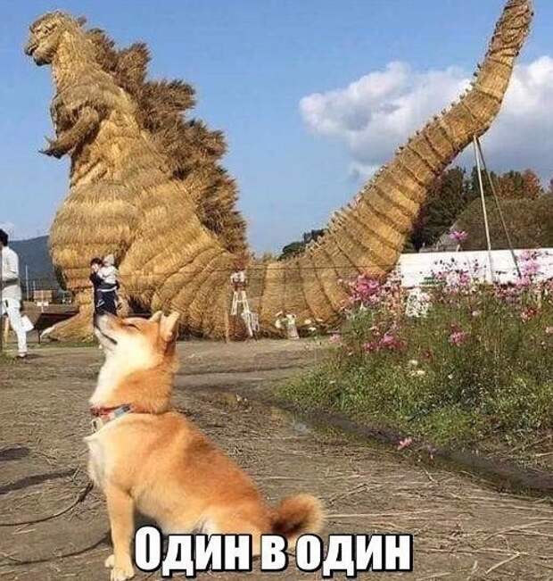 Юмор из интернета 254