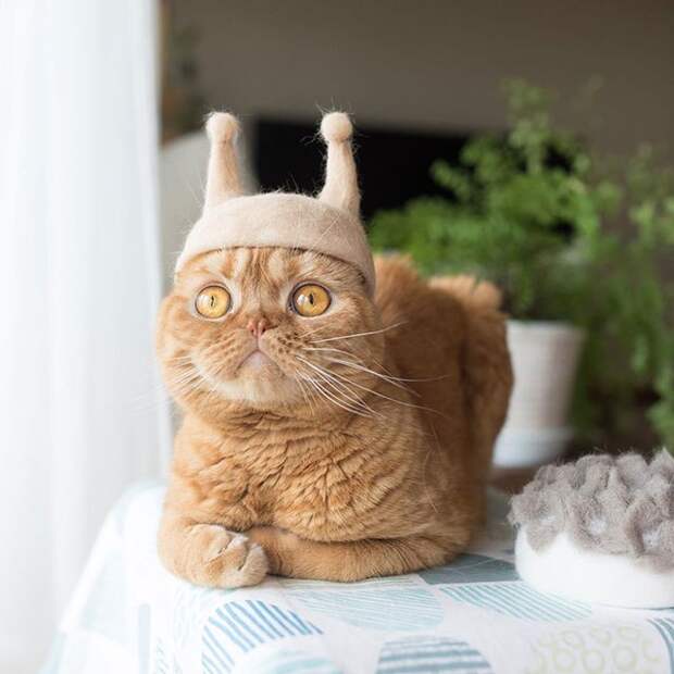 11 милых фото котиков в крутых шапочках, которые хозяин делает из их шерсти