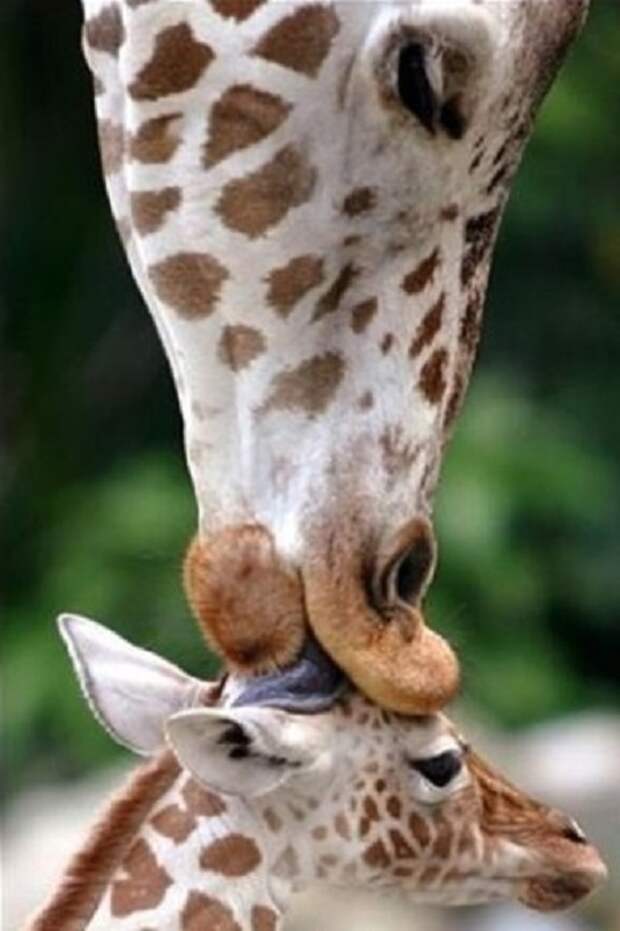 Месячный детеныш жирафа со своей матерью.