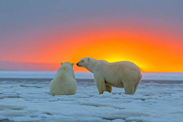 bearsnsunset08 Белые медведи и великолепный закат на Аляске