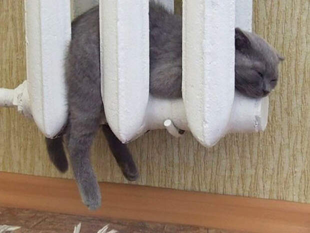 Котики всегда помогут найти самое тёплое место в доме