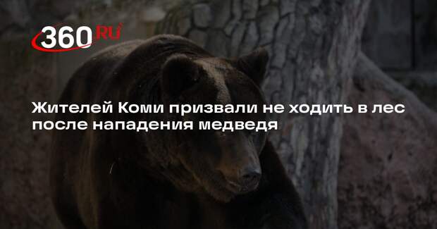 Жителей Коми призвали не ходить в лес после нападения медведя