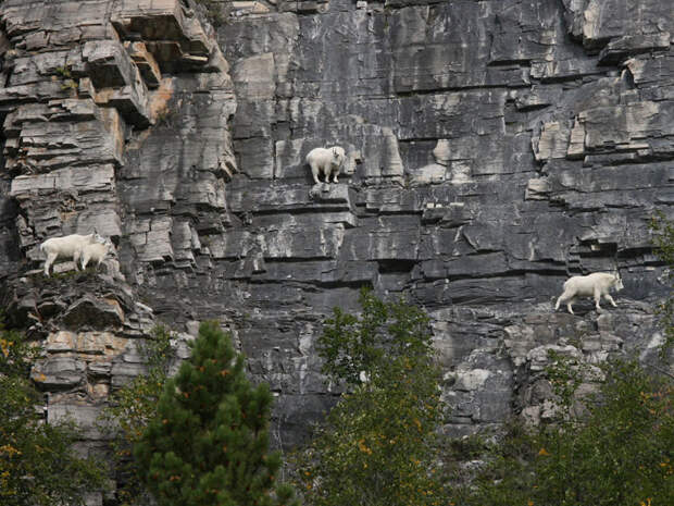 crazygoats10 Козлы, которым не ведома боязнь высоты