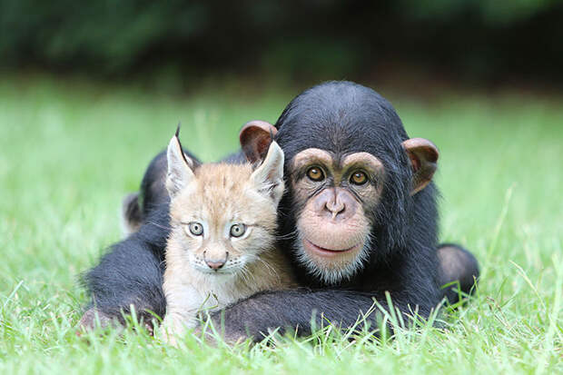 unusual-animal-friendship-chimpanzee-lynx__700