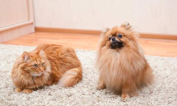 К гадалке не ходи: быстрый тест PEEP покажет, что кошка или собака несчастна или в стрессе