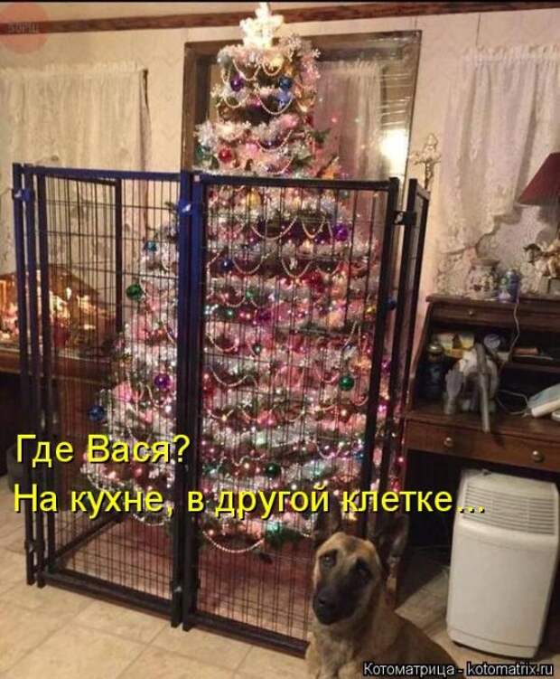 Лучшие котоматрицы недели (50 фото)