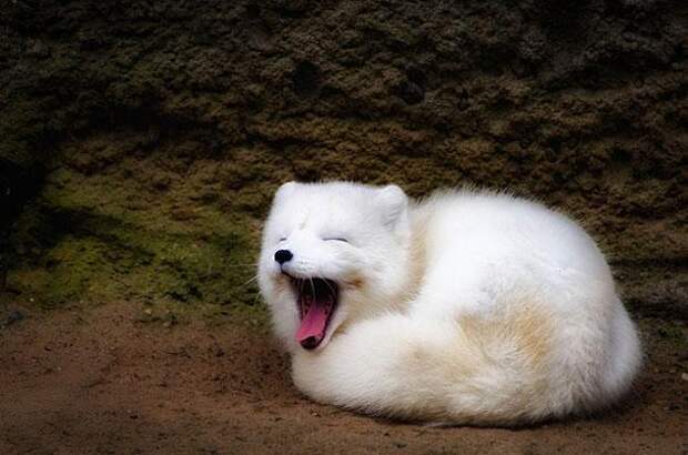 fox