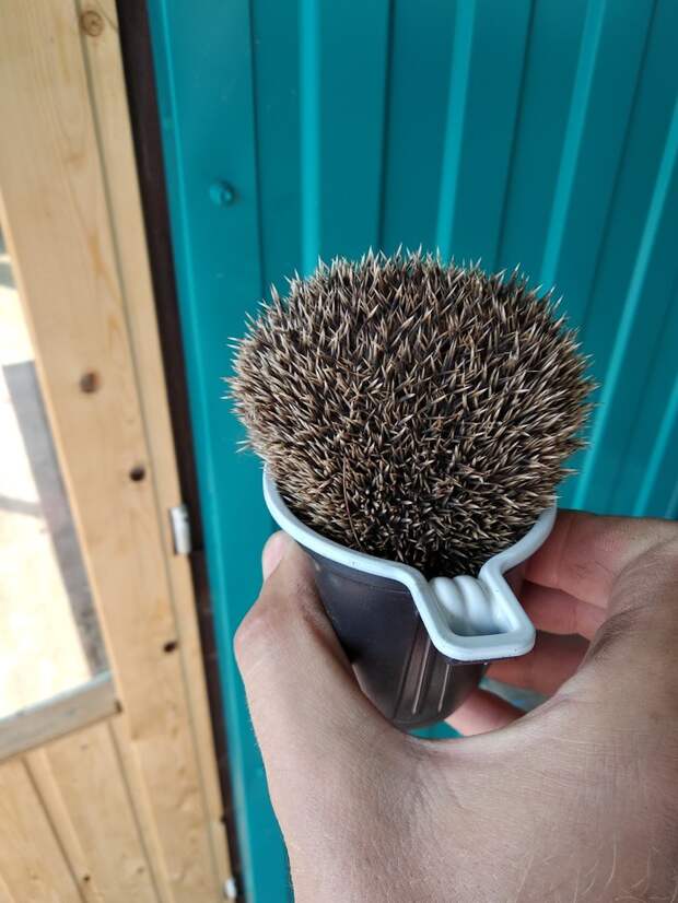 Кактус))