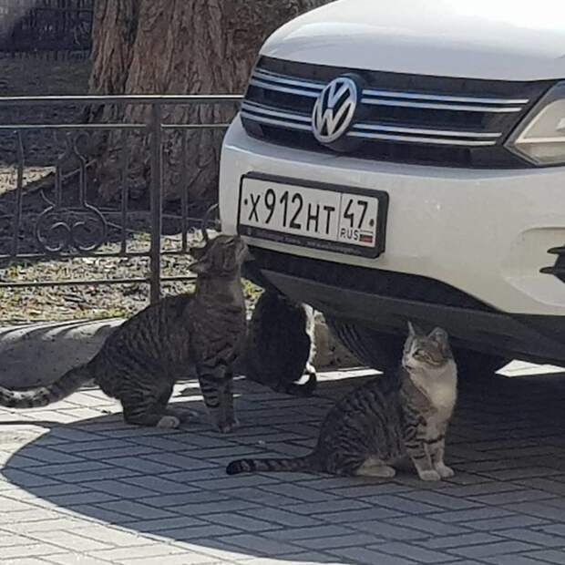 Наглое и воровитое зверье, делающее все что вздумается Наглое и воровитое зверье, делающее все что вздумается