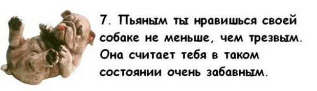 Почему собака лучше жены Почему собака лучше жены