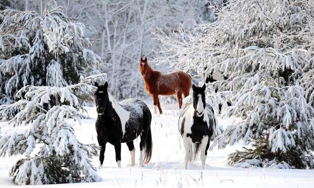 winterbeauty52