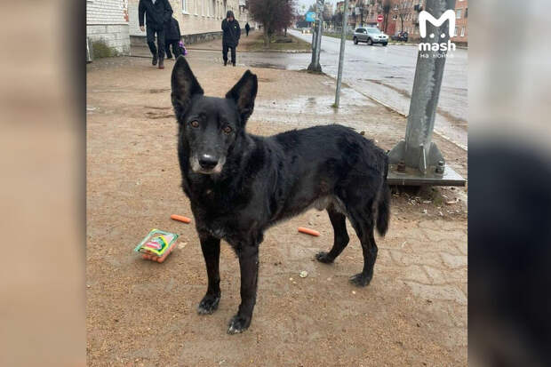 "Mash на Мойке": жители Сланцев спасли повторившую историю Хатико собаку