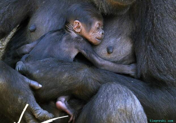 Три дня назад западная равнинная горилла Мбели родила малыша в зоопарке Таронга, Сидней.