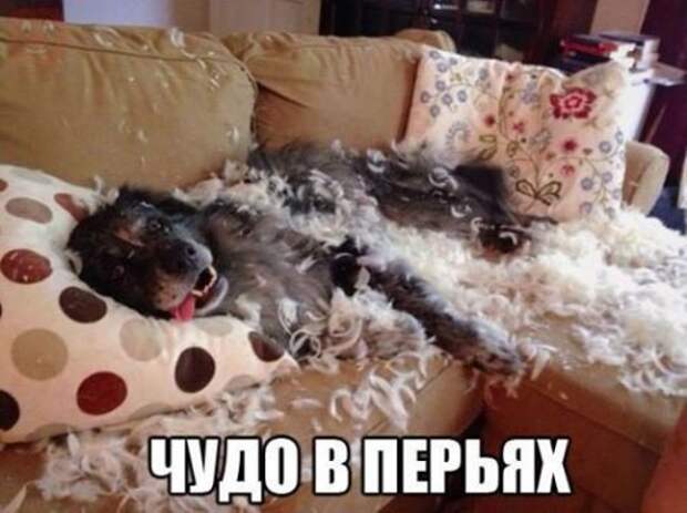 Прикольные фотомемы (25 шт)