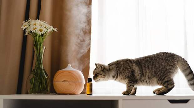 Ветеринар Шеляков рассказал, опасны ли аромадиффузоры для питомцев