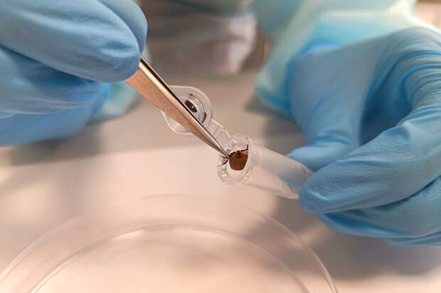 Эколог Рыбальченко рассказал, как похолодание влияет на клещей