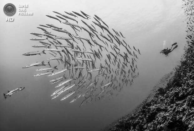 конкурс подводной фотографии