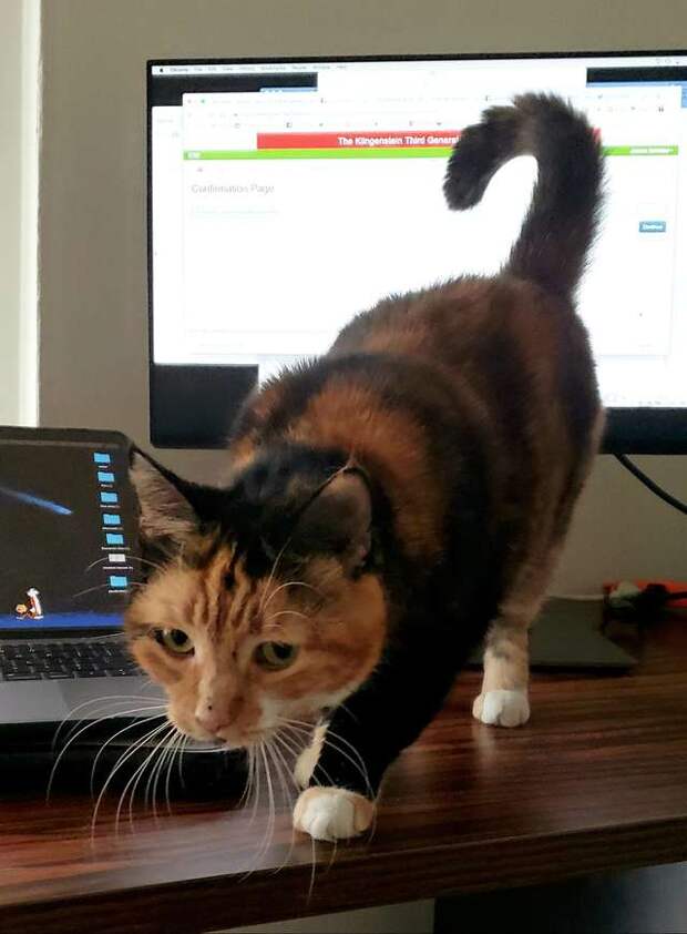 кошке нравятся ноутбуки кошка у ноутбука