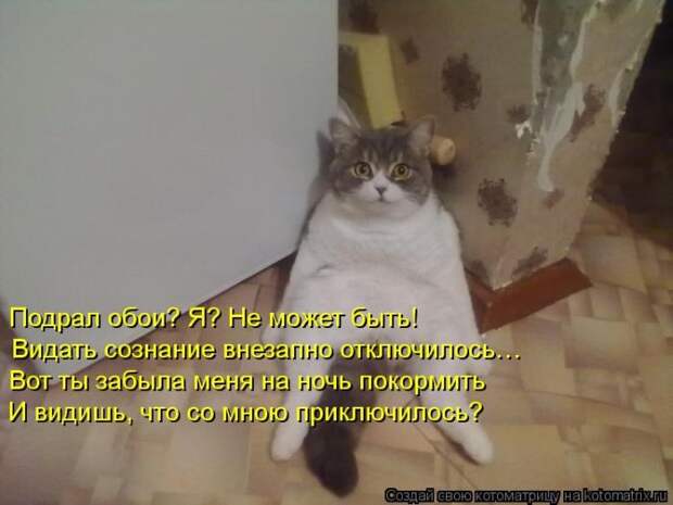 Лучшие котоматрицы недели Лучшие котоматрицы недели
