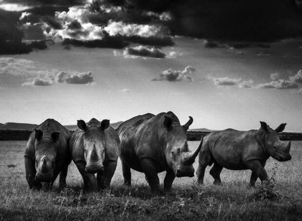 черно белые фотографии африканской дикой природы (18)